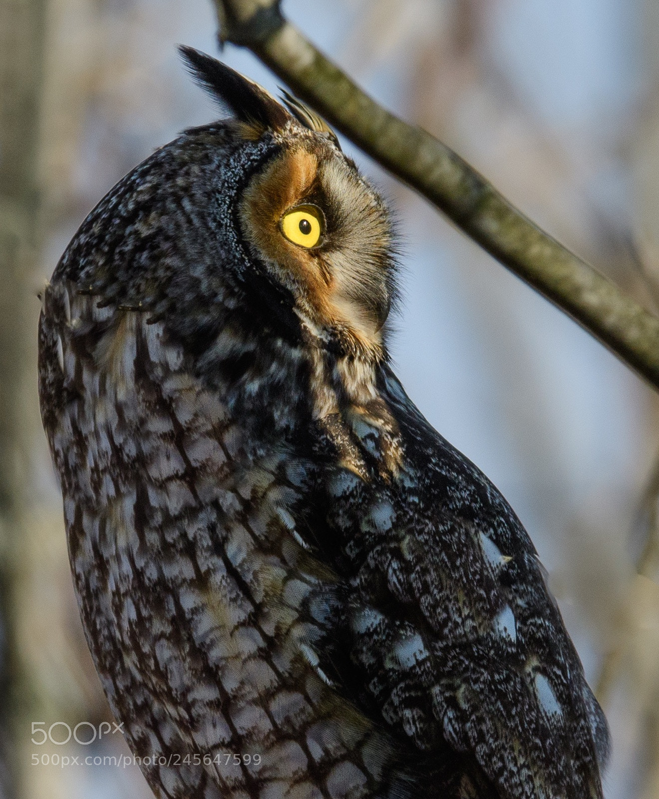 Nikon D500 sample photo. Long-eared owl photography