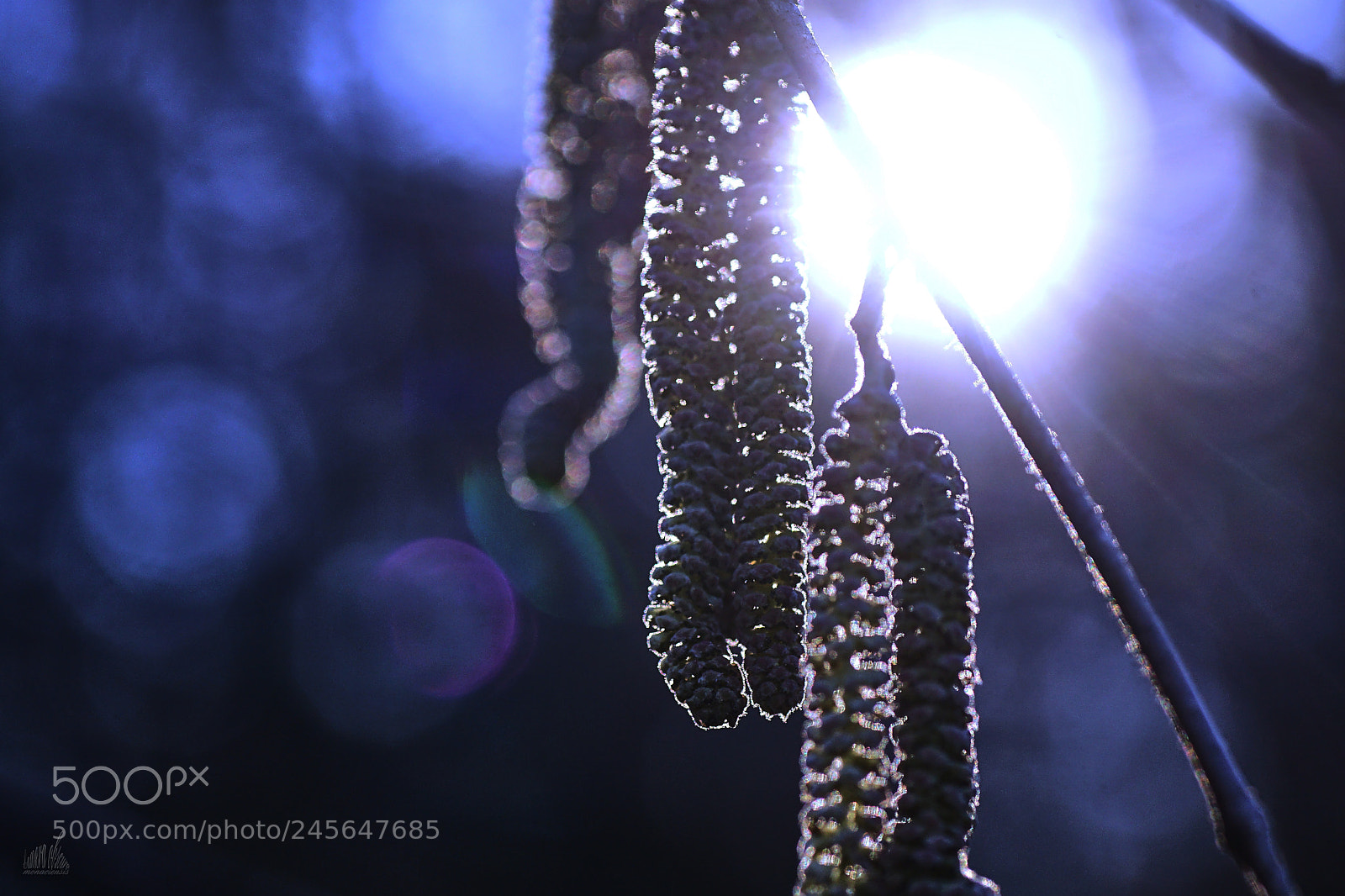 Sony ILCA-77M2 sample photo. Now let s have photography