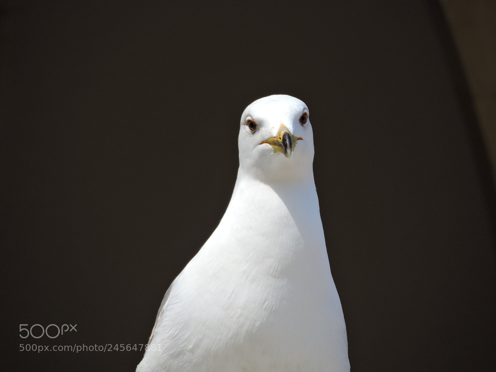 Nikon Coolpix P530 sample photo. Seagull photography