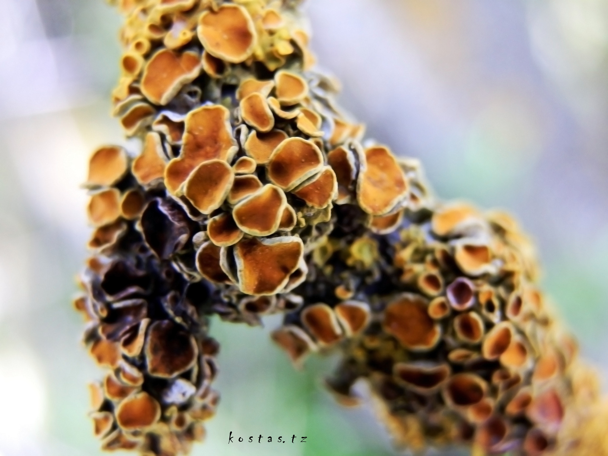 Olympus SZ-10 sample photo. Fungus. photography