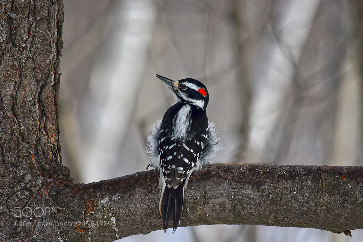 Nikon D3400 sample photo. Hairy woodpecker/pic chevelu photography
