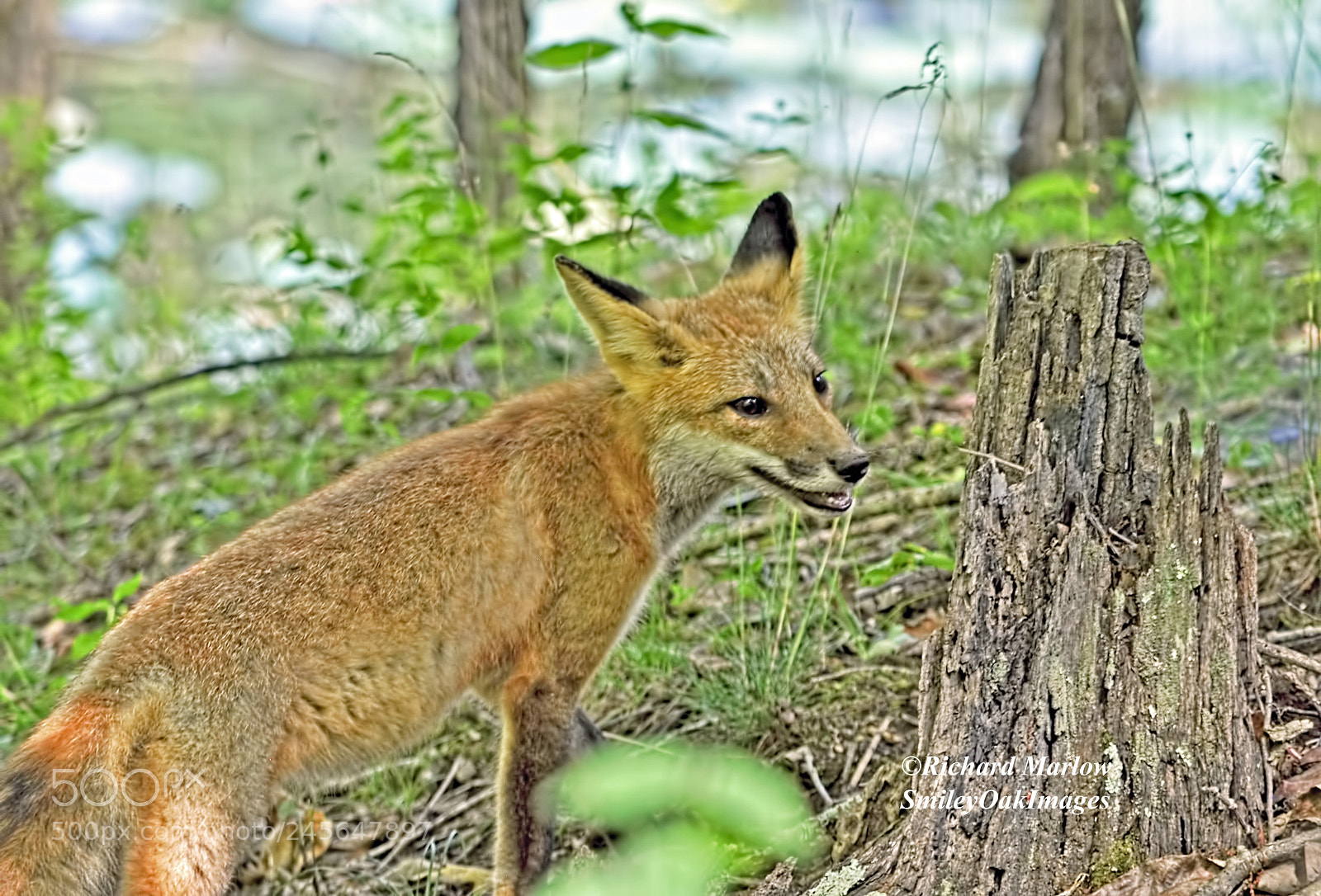 Nikon D5000 sample photo. Young wild fox photography