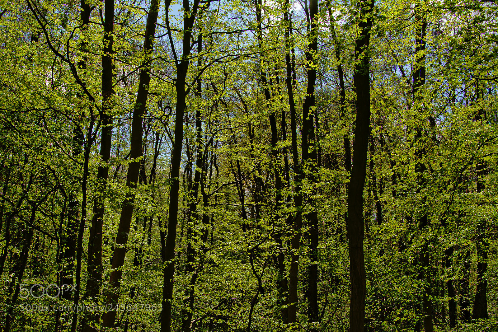Nikon D5200 sample photo. Lush spring forest photography