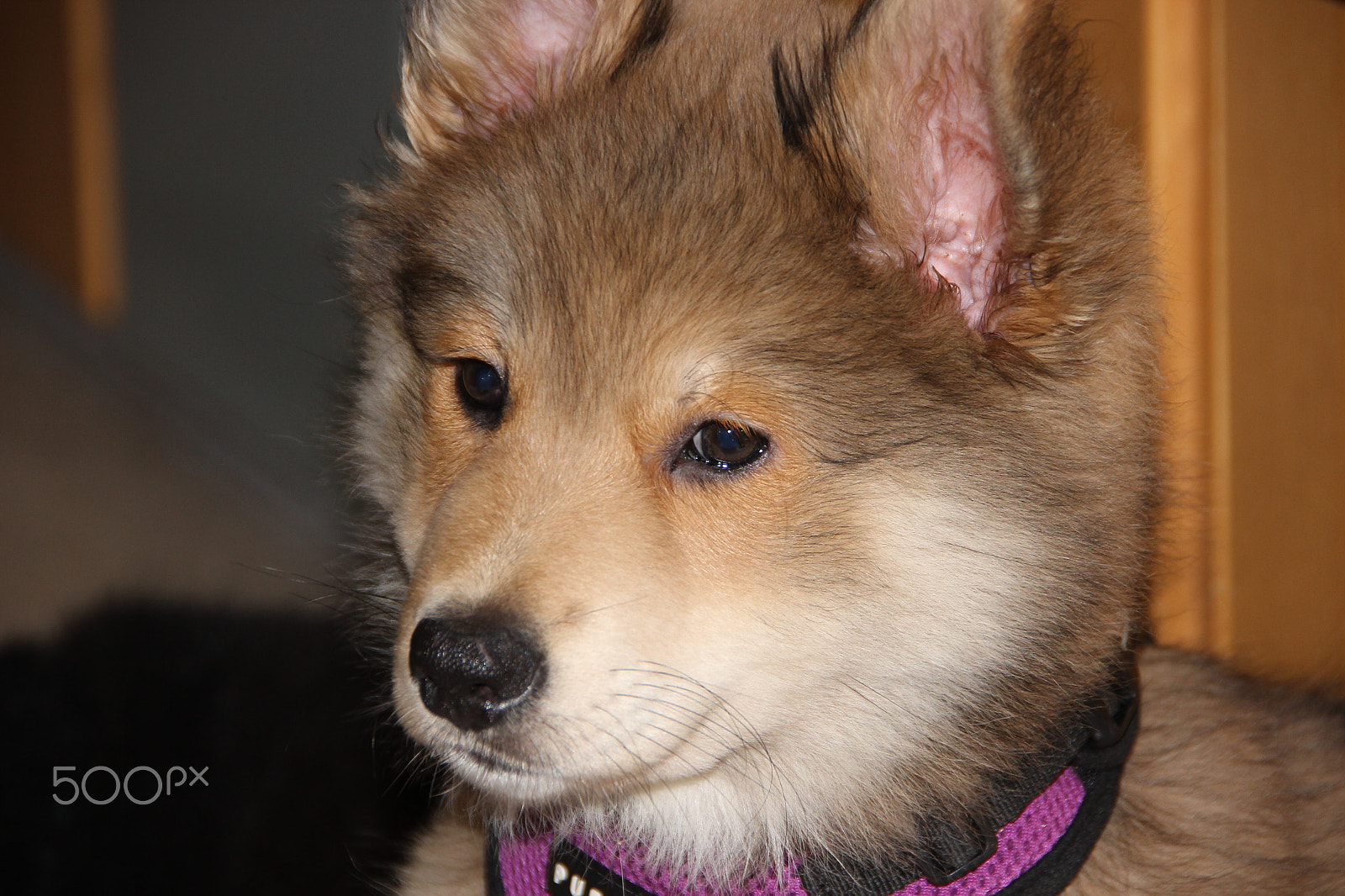 Canon EOS 600D (Rebel EOS T3i / EOS Kiss X5) sample photo. Dog "akira" photography