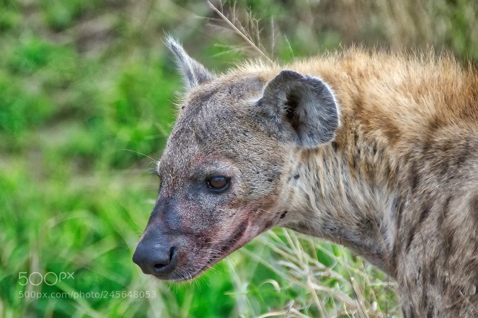 Nikon D800 sample photo. Hyena photography