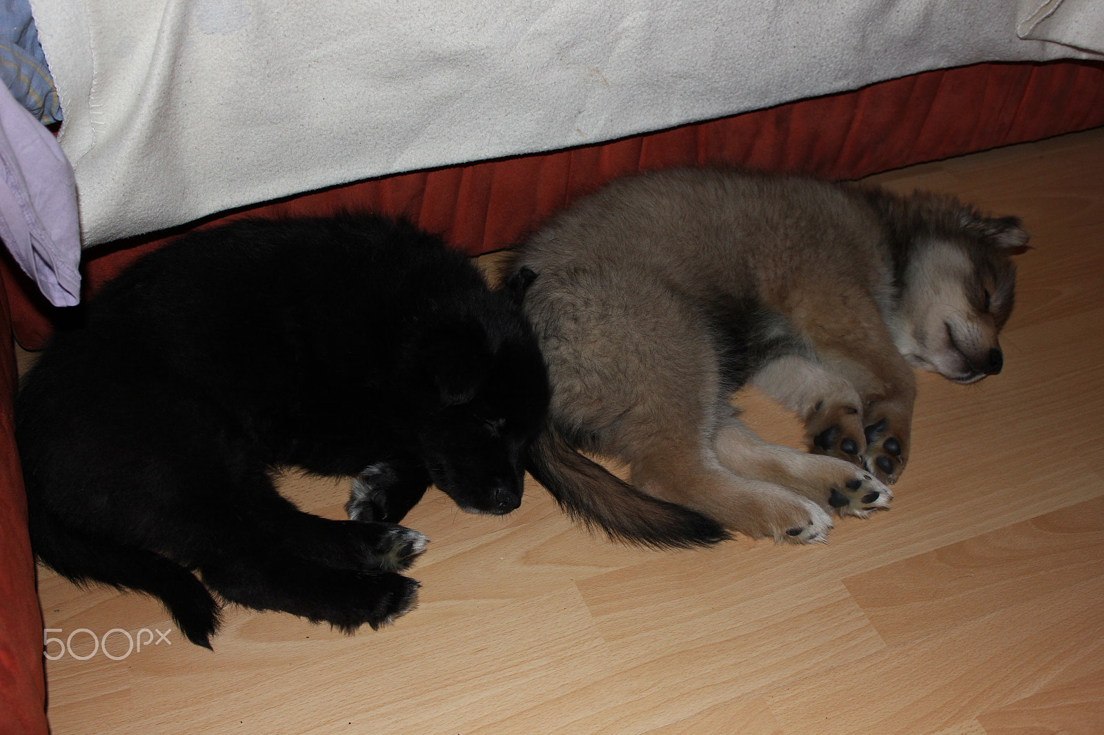 Canon EOS 550D (EOS Rebel T2i / EOS Kiss X4) sample photo. Akira und luna machen mittagsschlaf photography