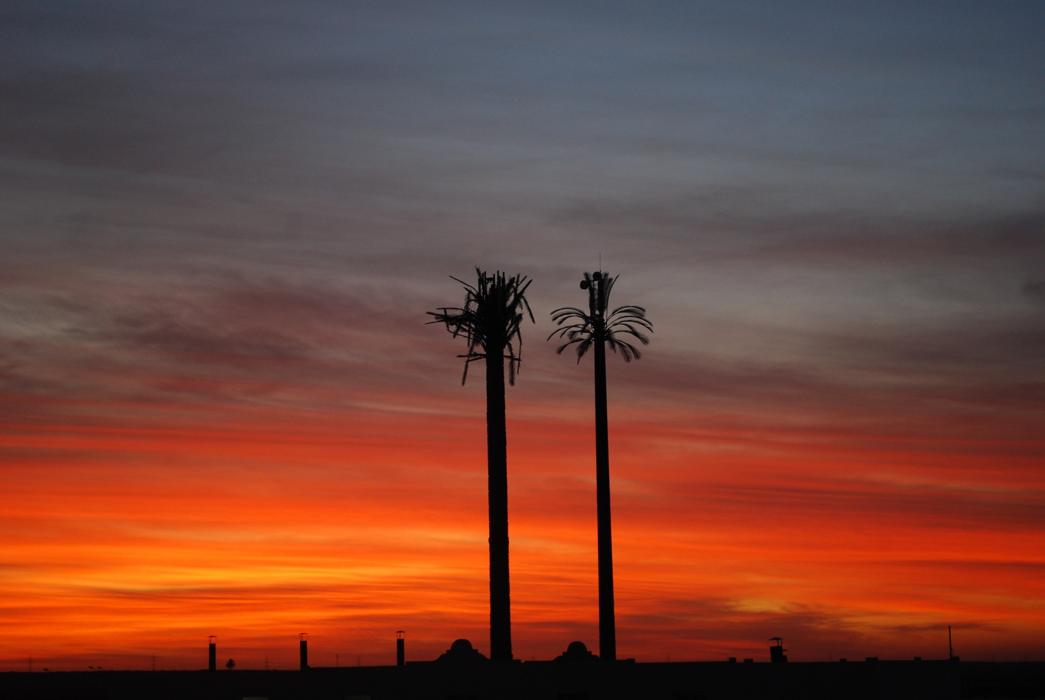 Nikon D80 sample photo. Palm egypt o photography