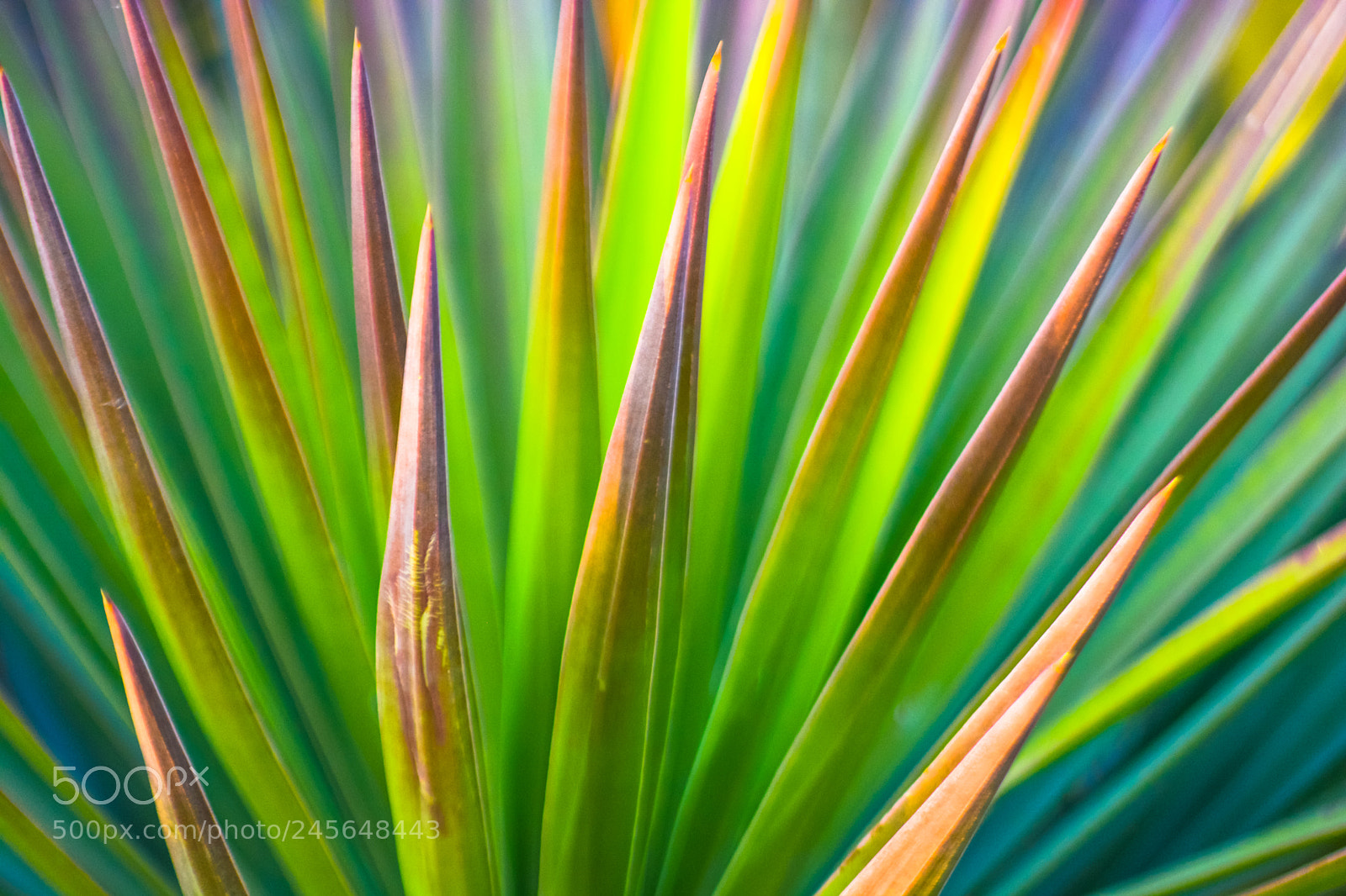 Nikon D5200 sample photo. Green photography