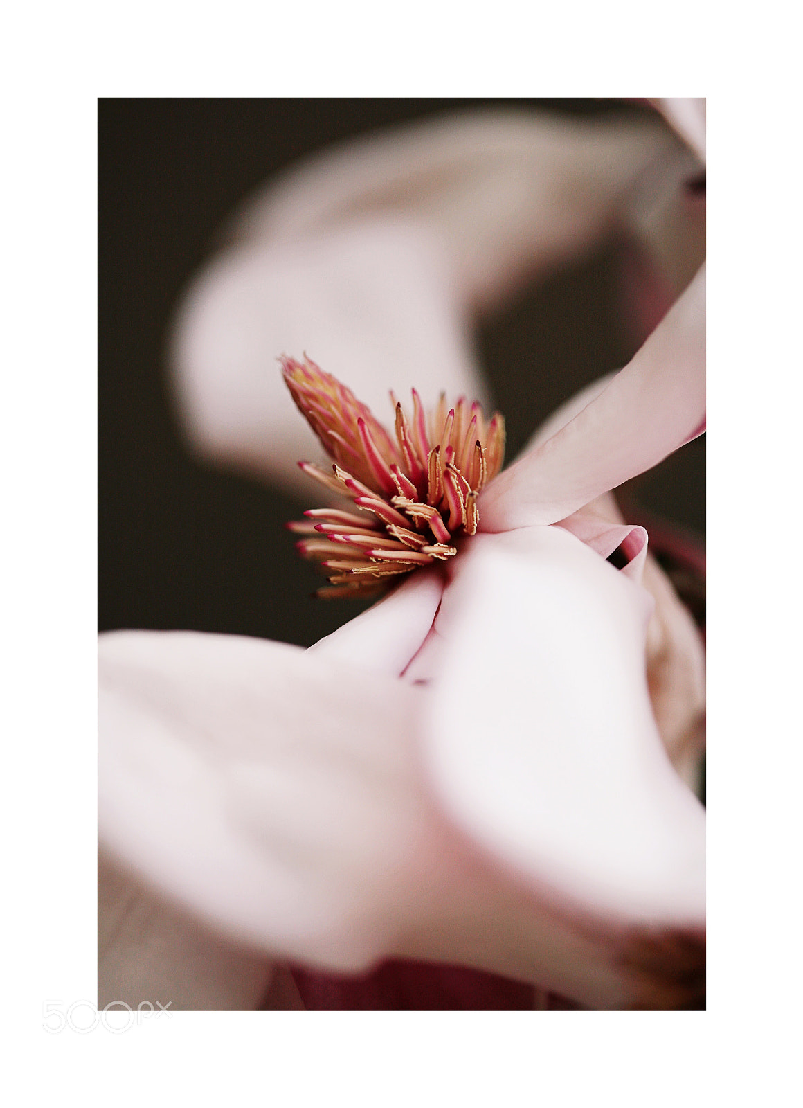 Canon EOS 5D sample photo. Sweet magnolia photography