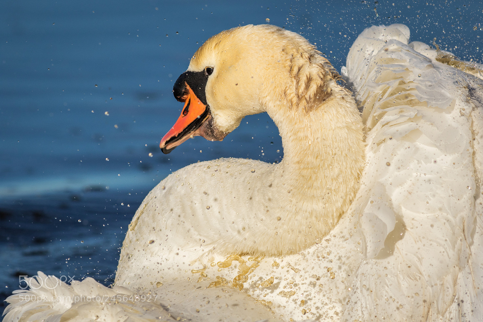 Canon EOS 7D Mark II sample photo. Swan splashing... photography