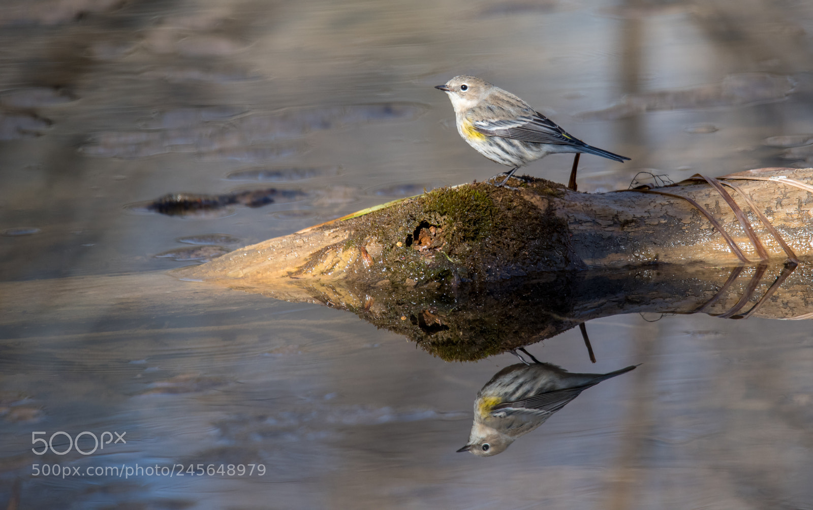 Nikon D810 sample photo. Reflecting warbler photography