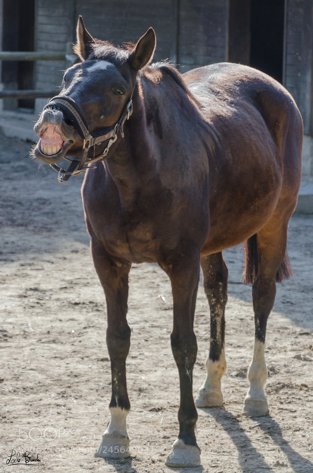 Nikon D5100 sample photo. Ridi cavallo photography