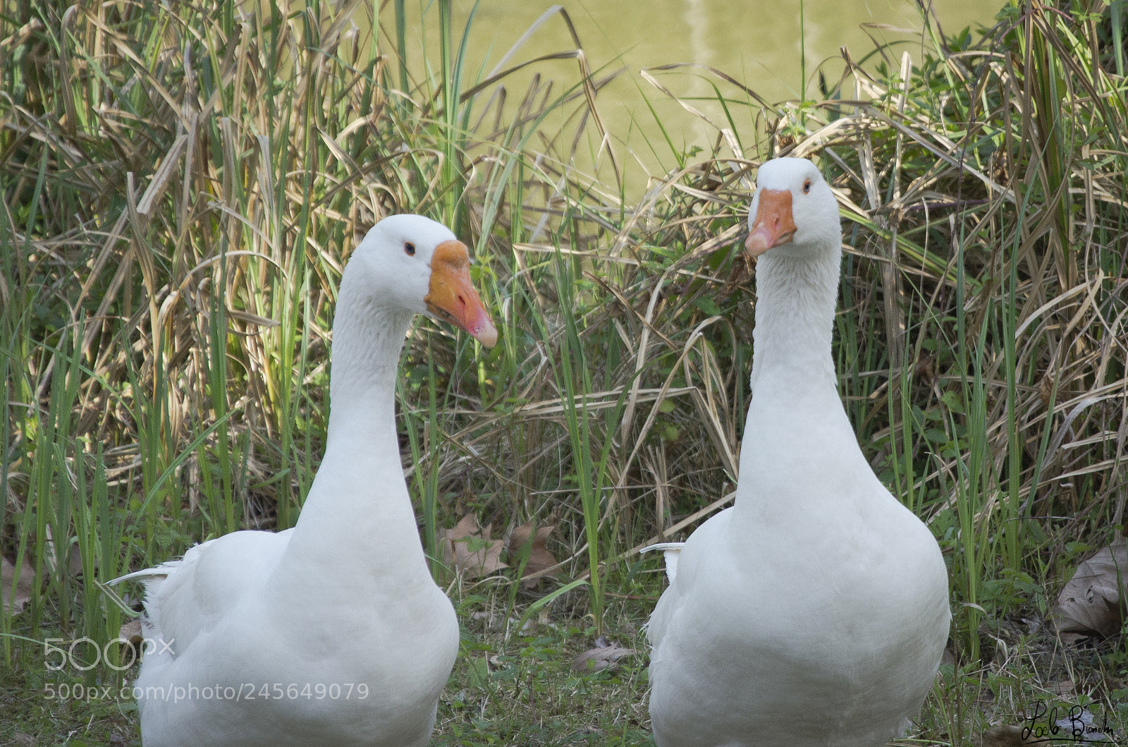 Nikon D5100 sample photo. Le due comari photography
