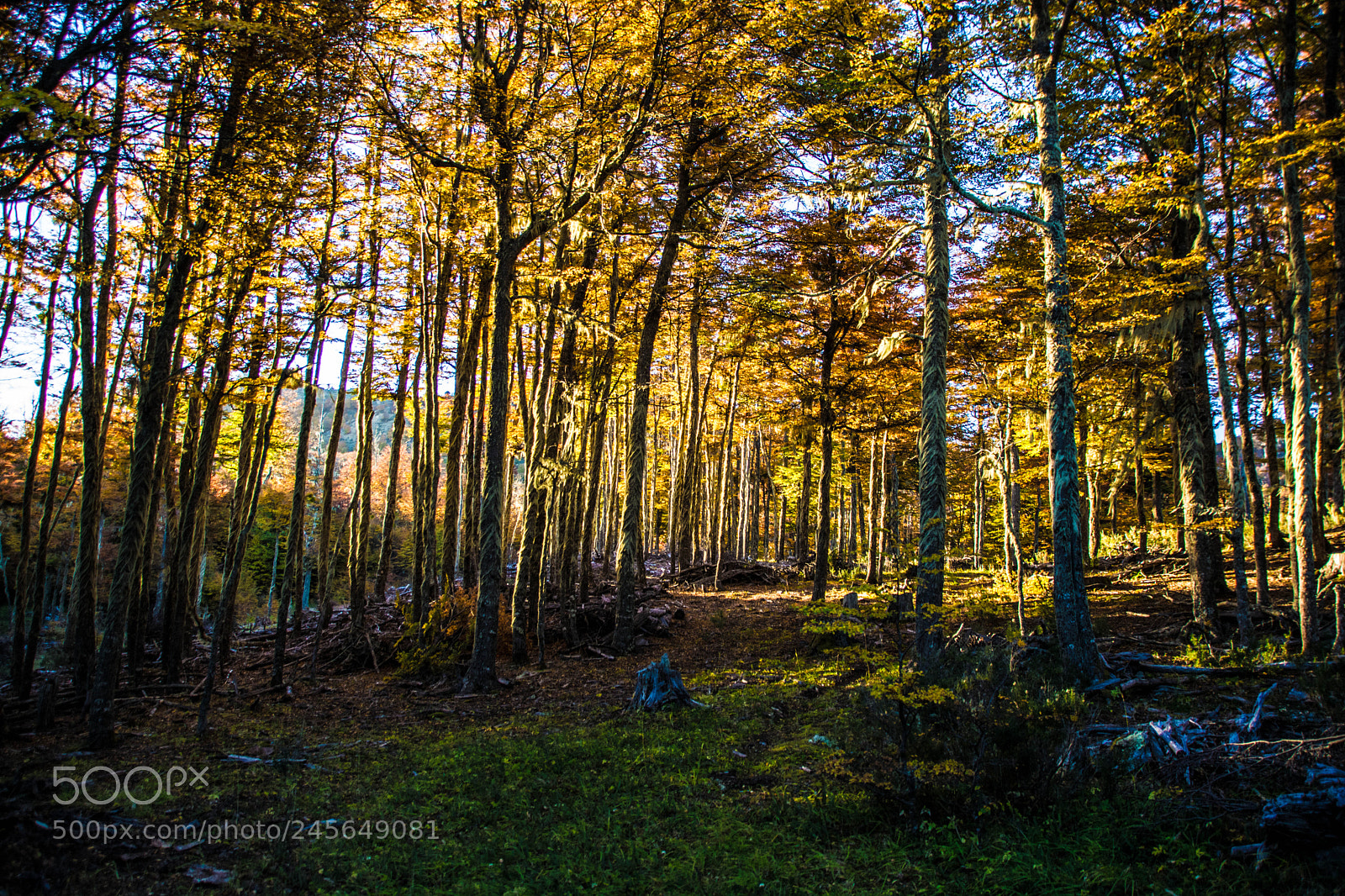 Nikon D5200 sample photo. Lenga forrest. bosque de photography