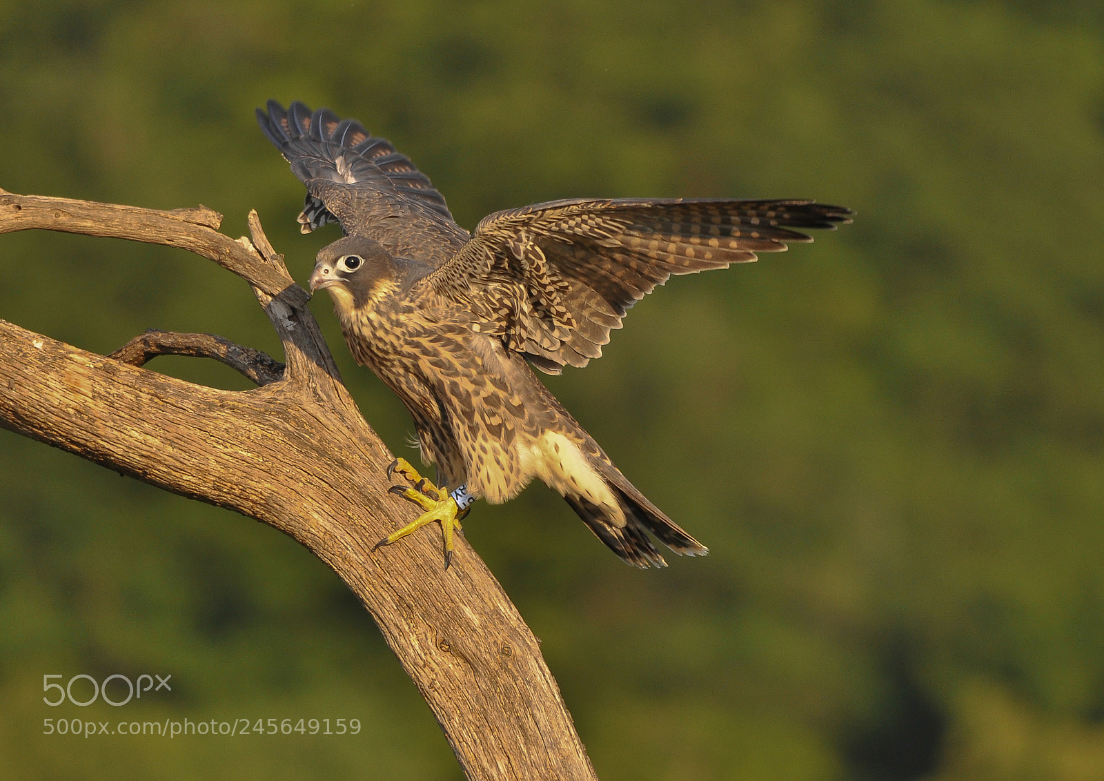 Nikon D90 sample photo. Young peregrine photography