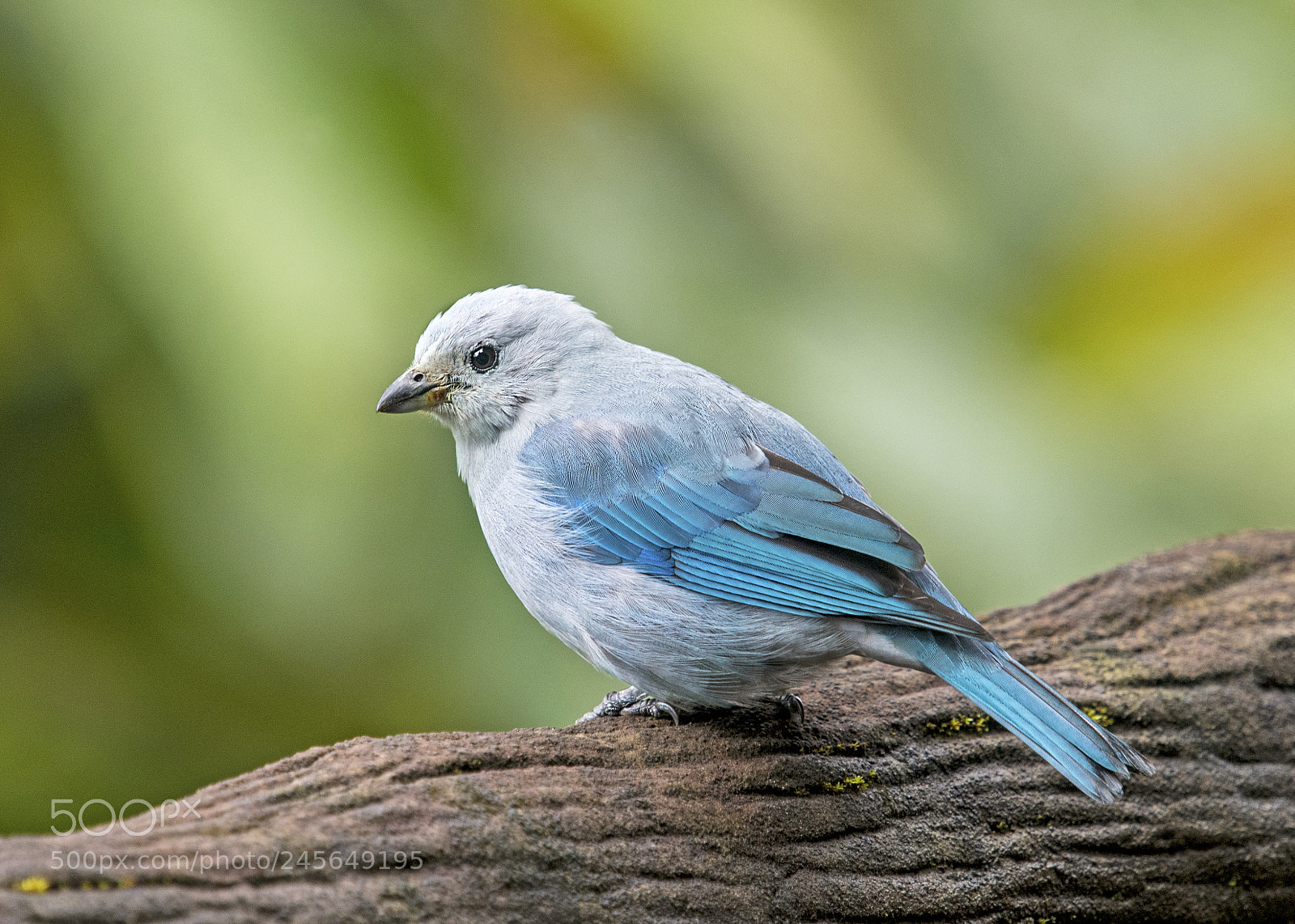 Nikon D500 sample photo. Blue gray tanager photography
