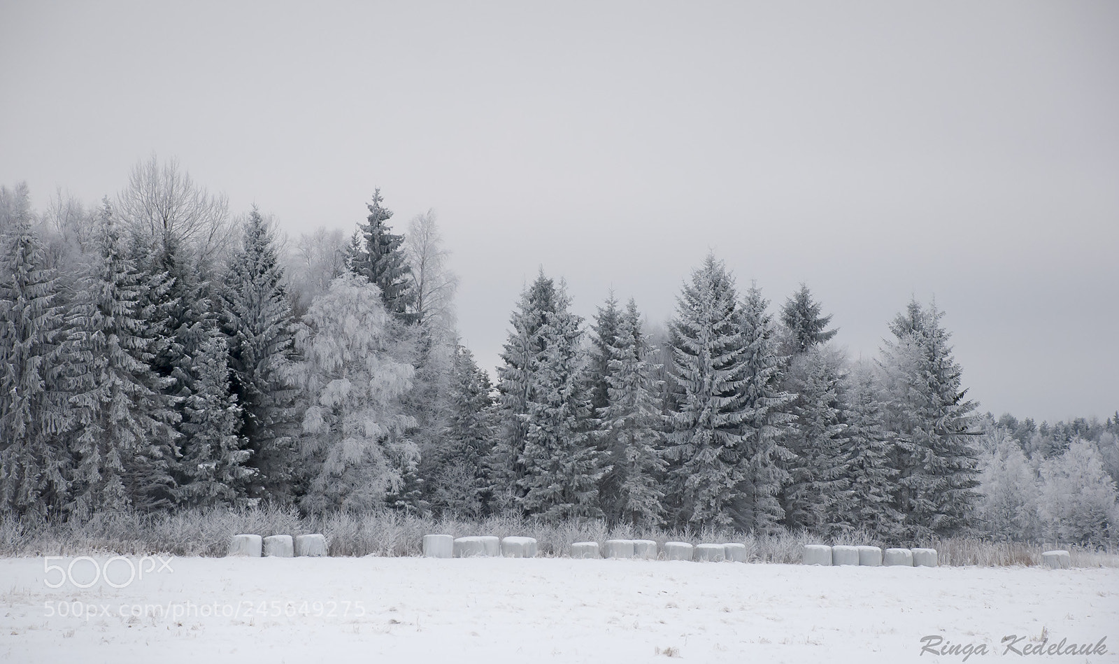 Nikon D80 sample photo. Winter wonderland 2 photography