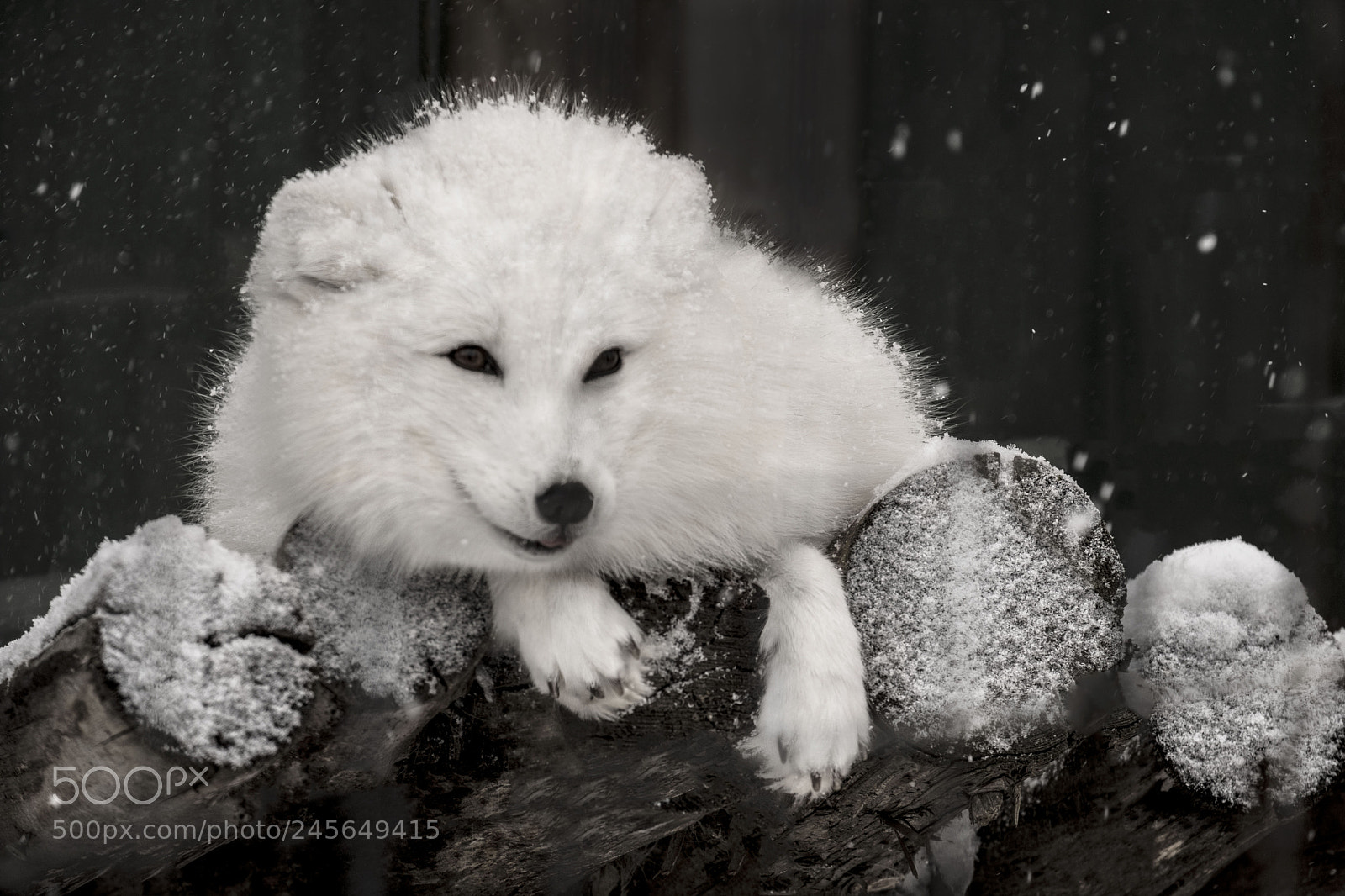 Fujifilm X-T2 sample photo. Arctic fox photography