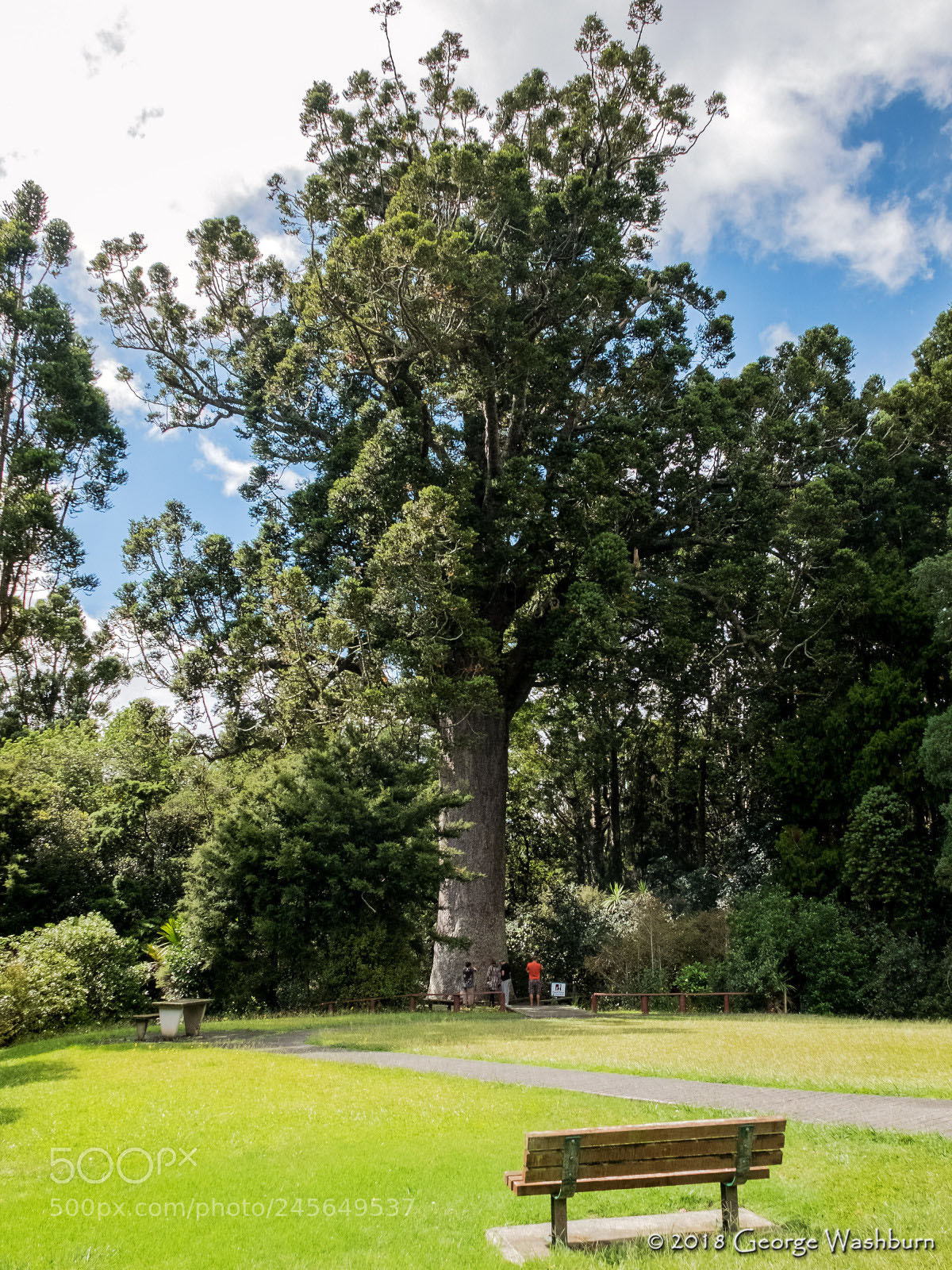 Fujifilm X30 sample photo. Parry kauri park photography