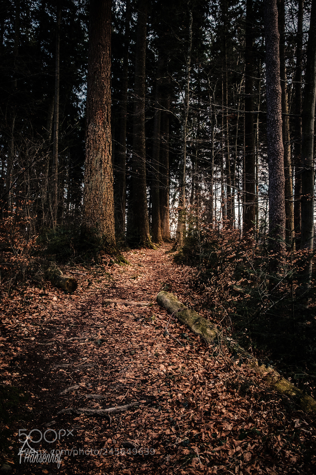 Fujifilm X-T20 sample photo. Mystic trail photography