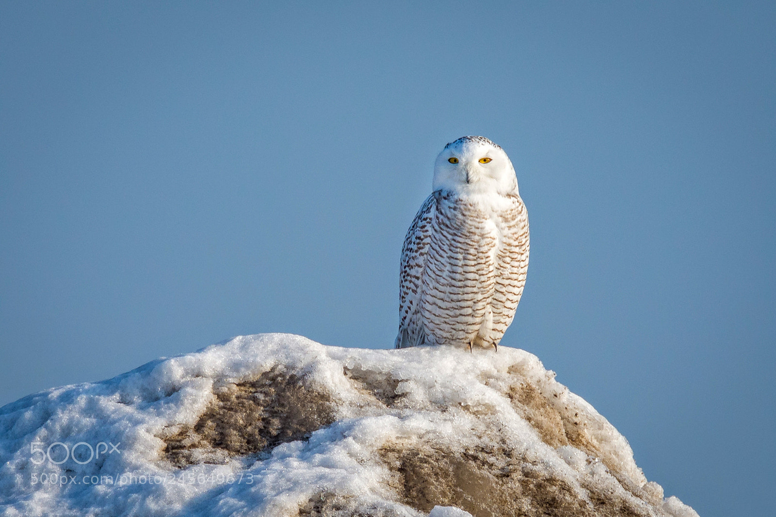 Nikon D7200 sample photo. Snowy owl photography