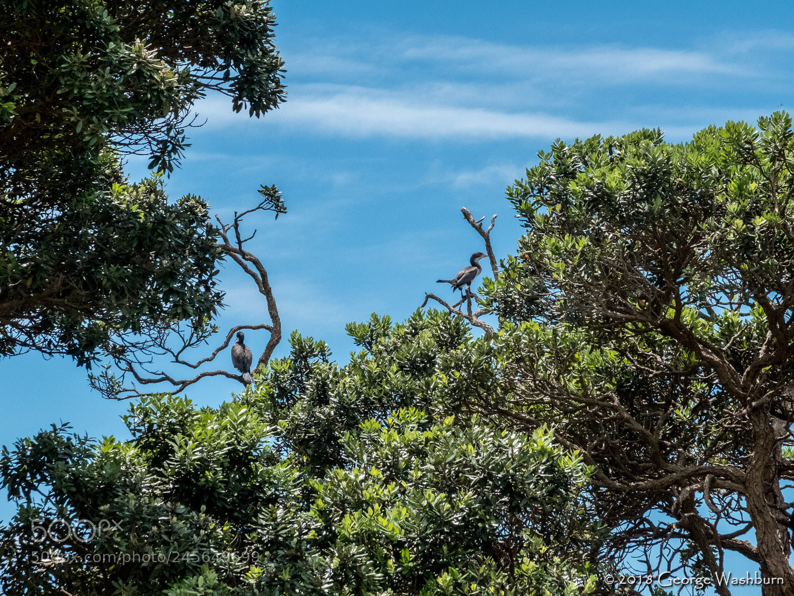 Fujifilm X30 sample photo. Goat is marine rsv photography