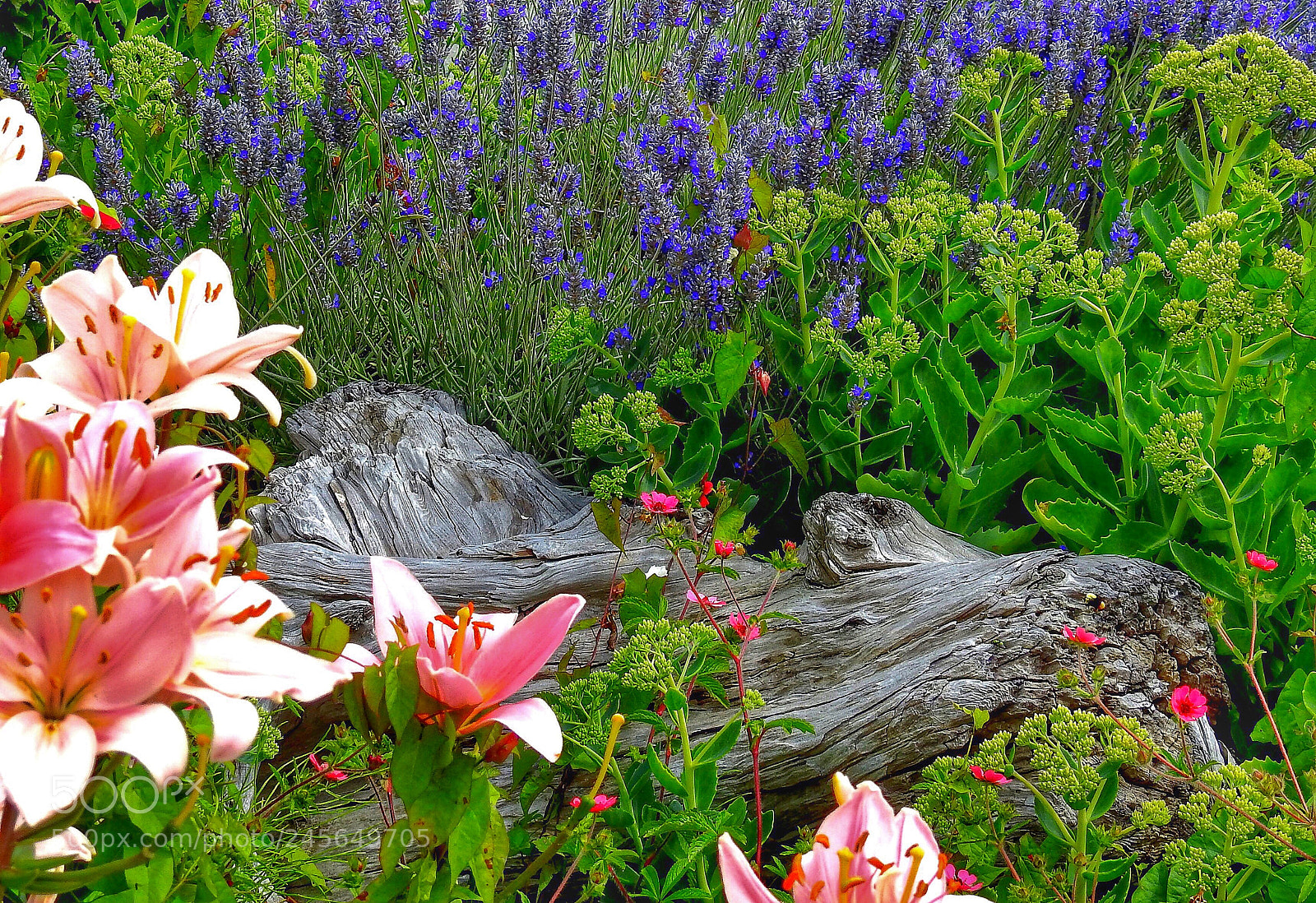 Nikon Coolpix P900 sample photo. Gator in the grass? photography