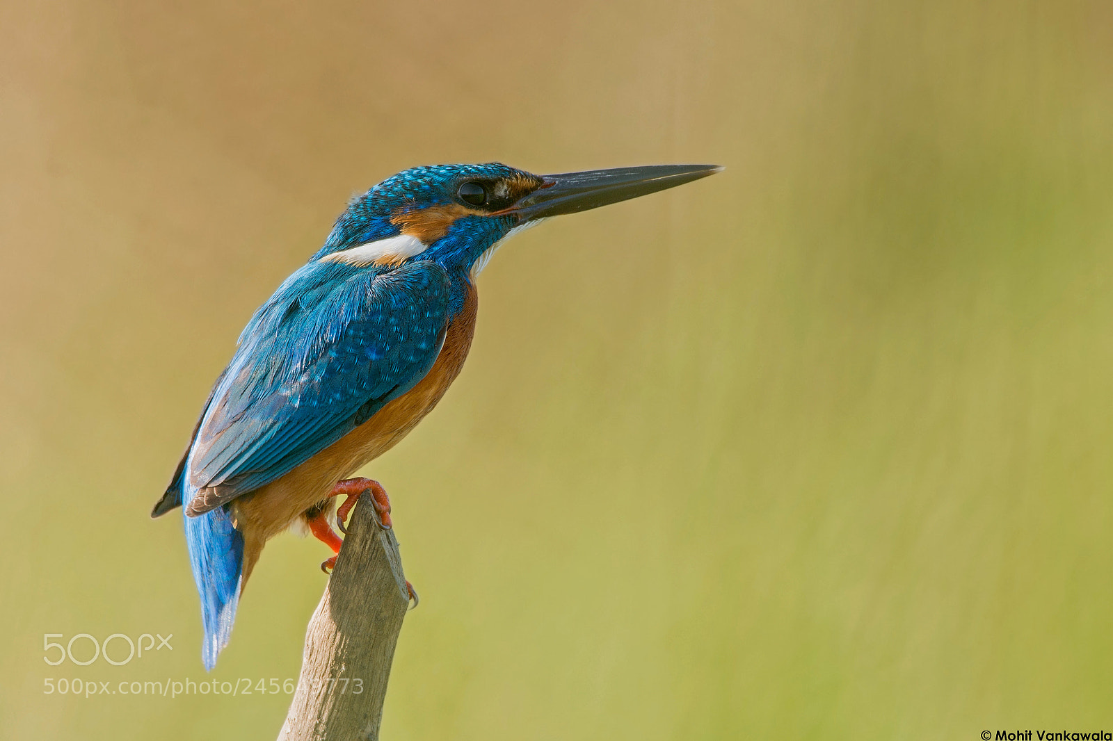Nikon D3200 sample photo. **common kingfisher** (alcedo atthis)  photography