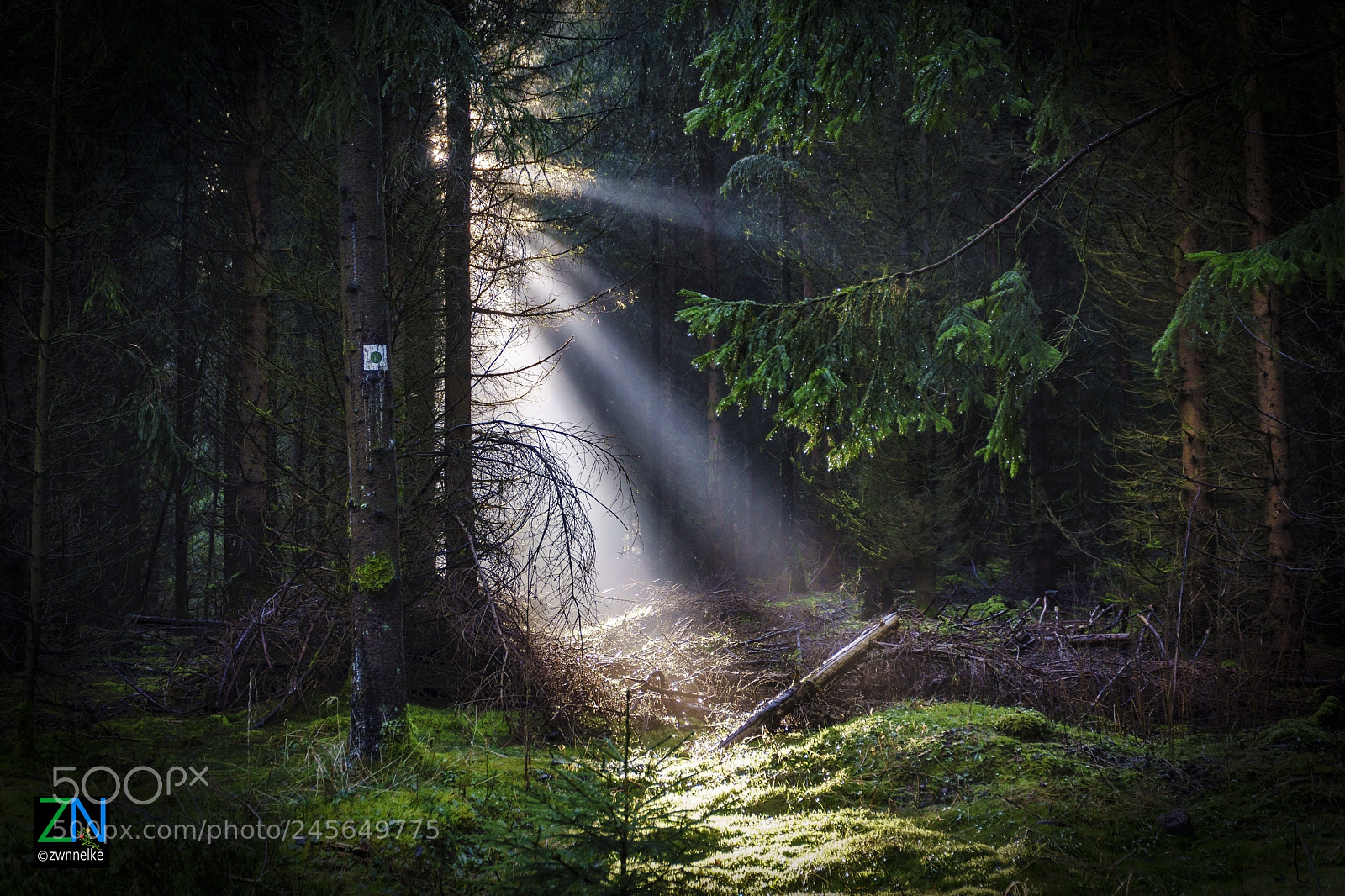 Sony a6500 sample photo. Mystischer wald photography