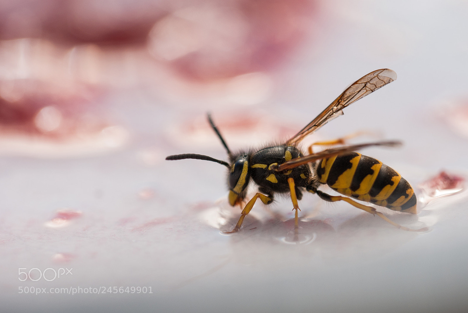 Nikon D80 sample photo. Wasp photography