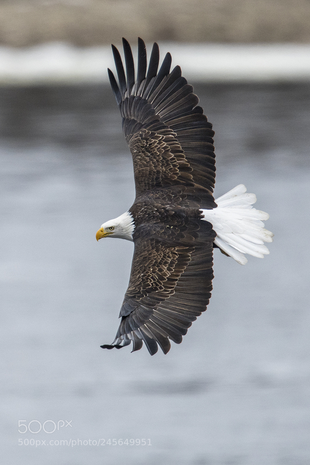 Nikon D850 sample photo. Bald eagle photography