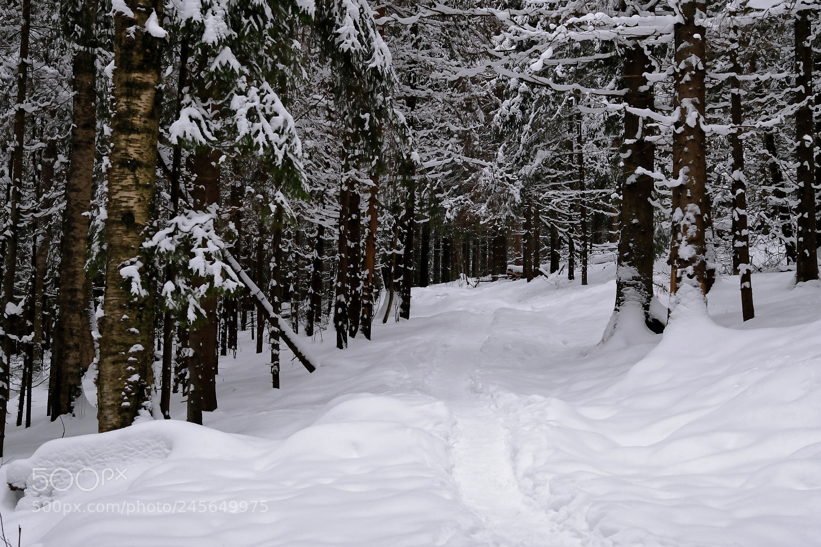 Fujifilm X-T2 sample photo. Trail photography