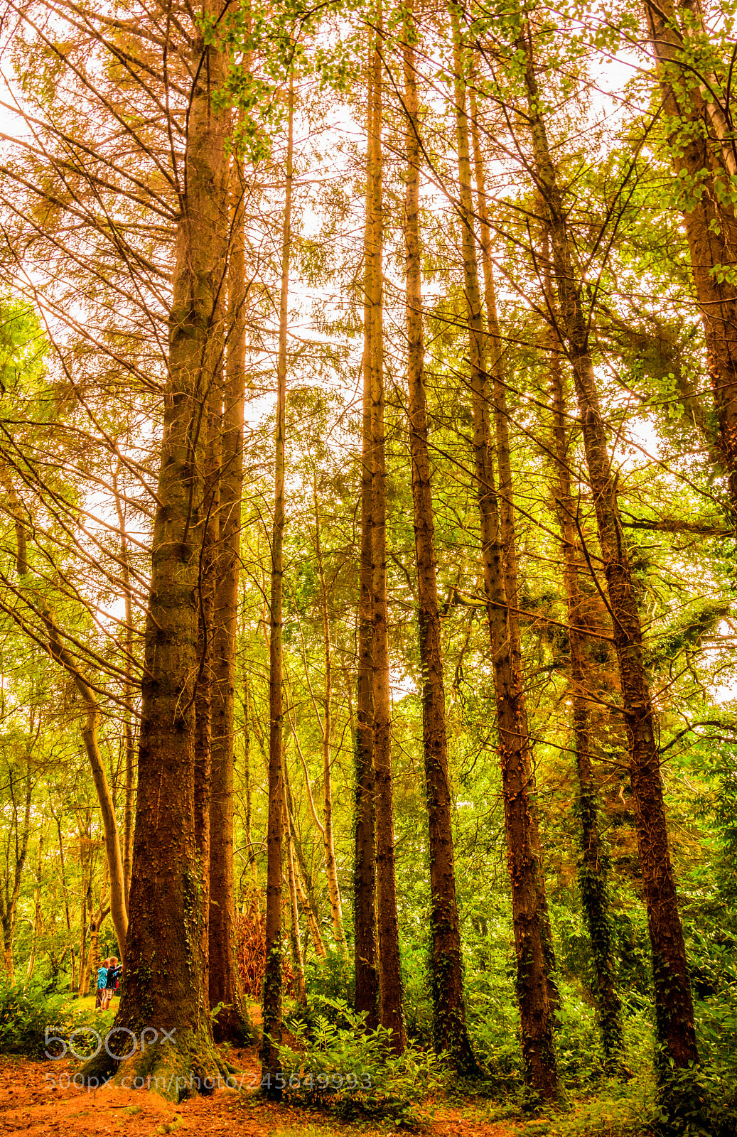 Nikon D7100 sample photo. Tall trees photography