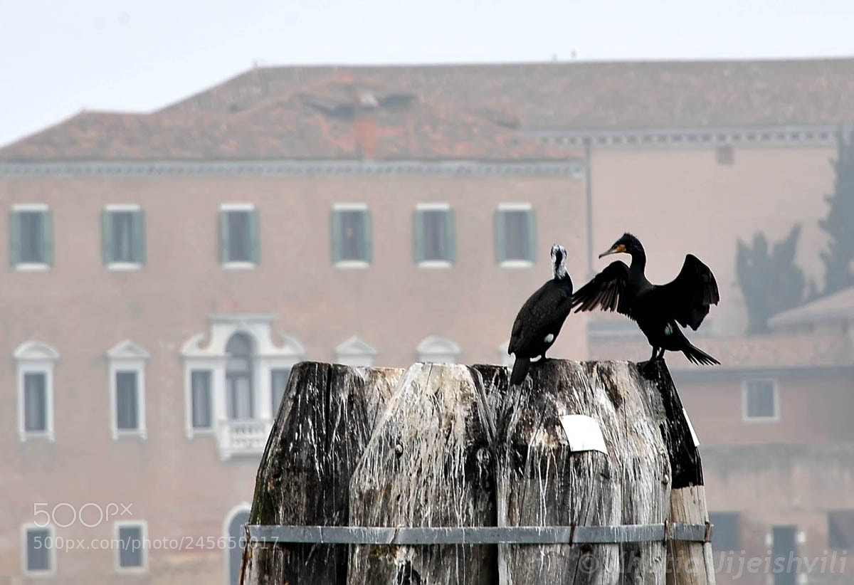 Nikon D700 sample photo. Talk about bird life photography