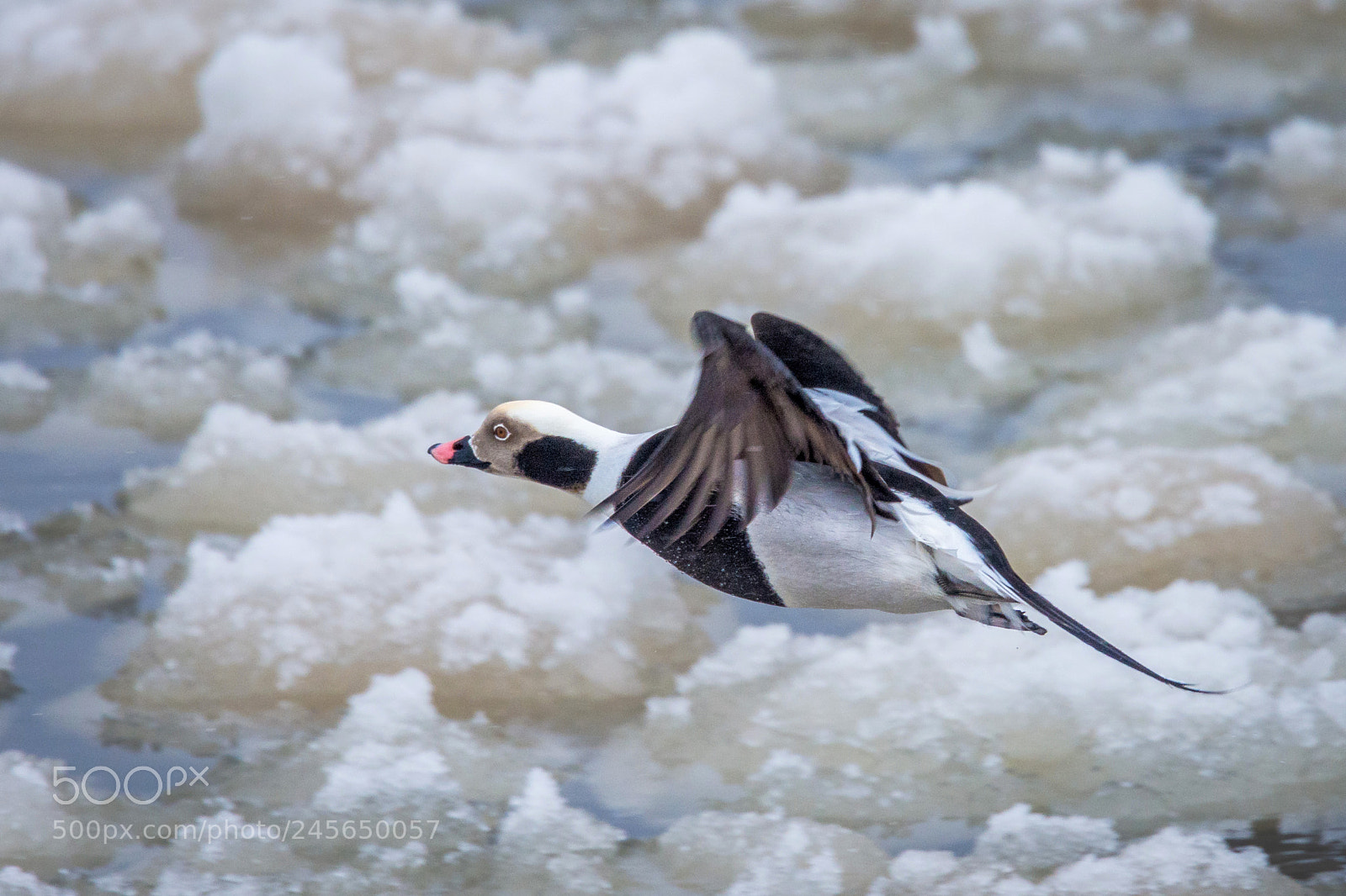 Nikon D7200 sample photo. Long tailed duck over photography