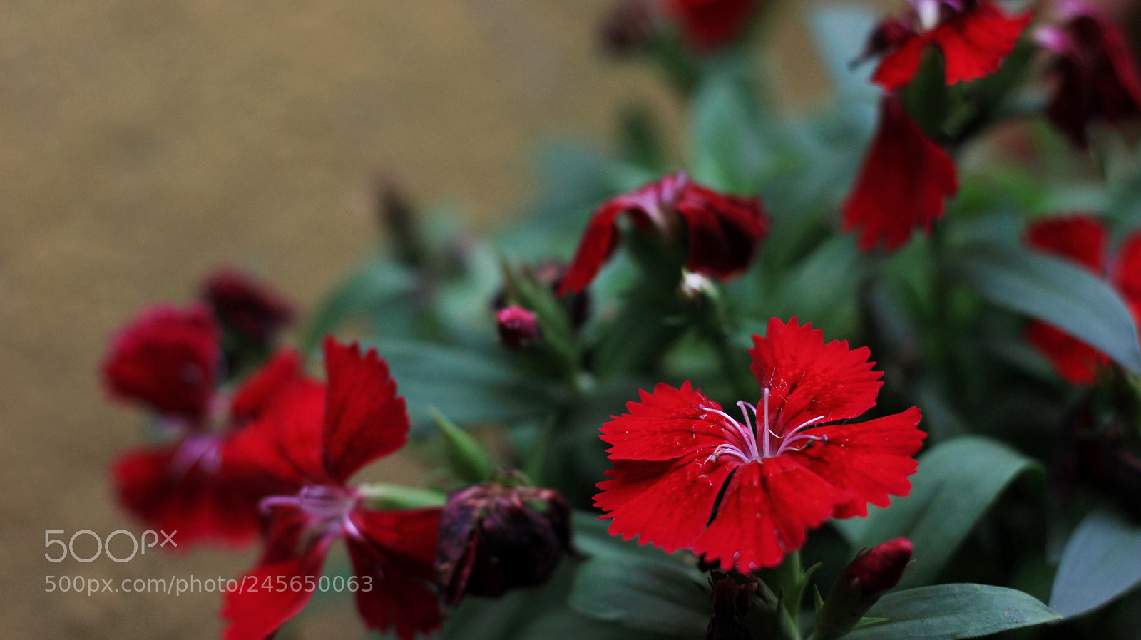 Canon EOS 1200D (EOS Rebel T5 / EOS Kiss X70 / EOS Hi) sample photo. Untitled photography