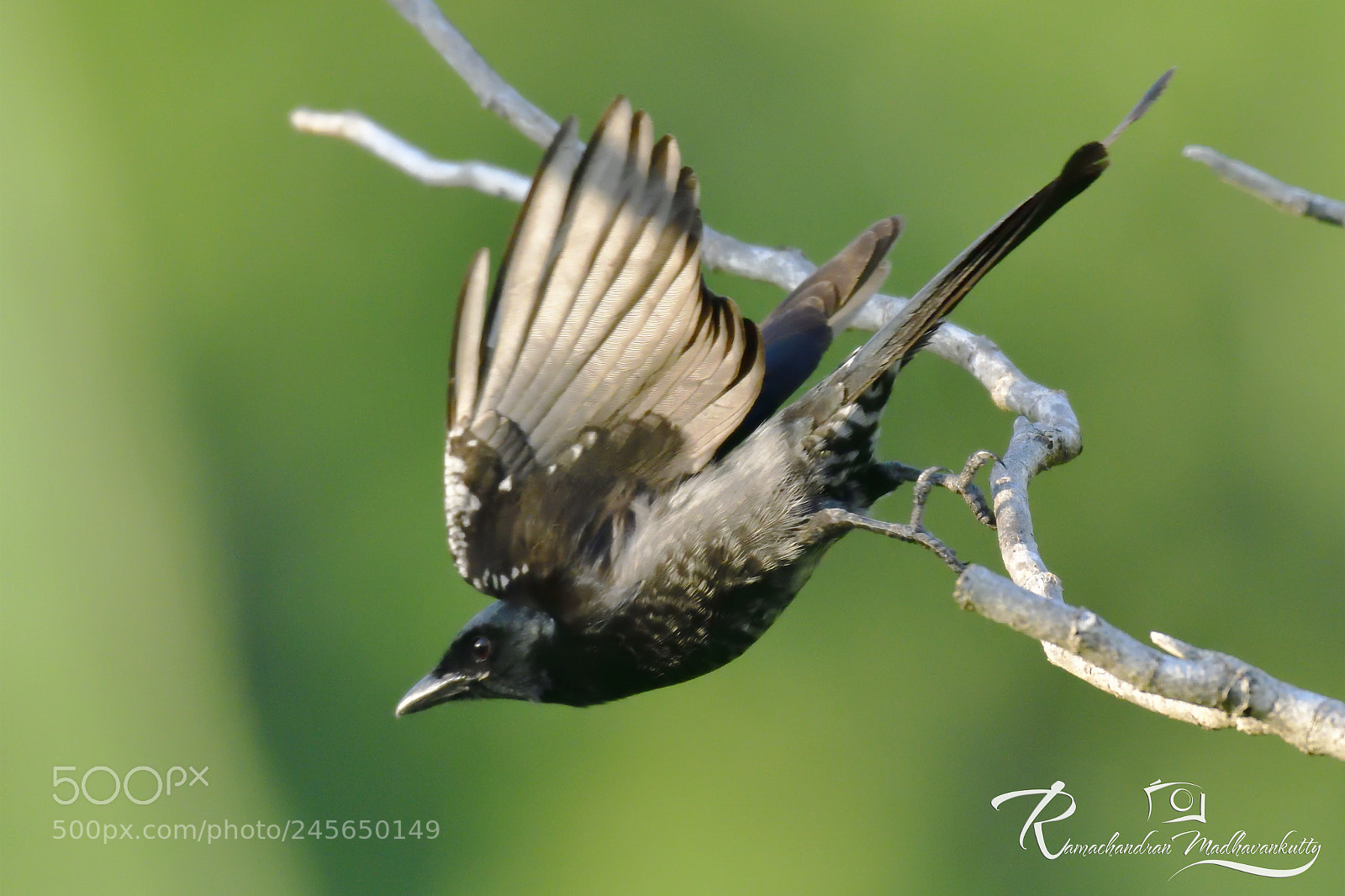 Nikon D500 sample photo. Black drongo - a photography