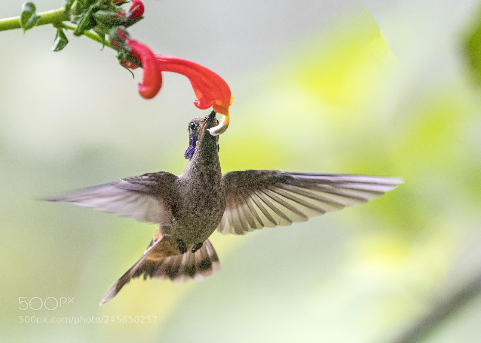 Nikon D500 sample photo. Brown violetear hummingbird photography