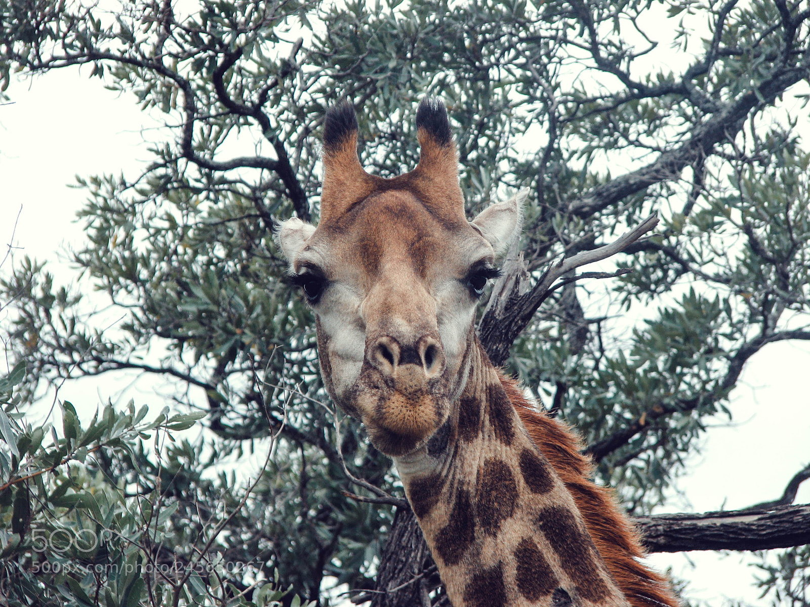Canon POWERSHOT S3 IS sample photo. Giraffe portrait photography