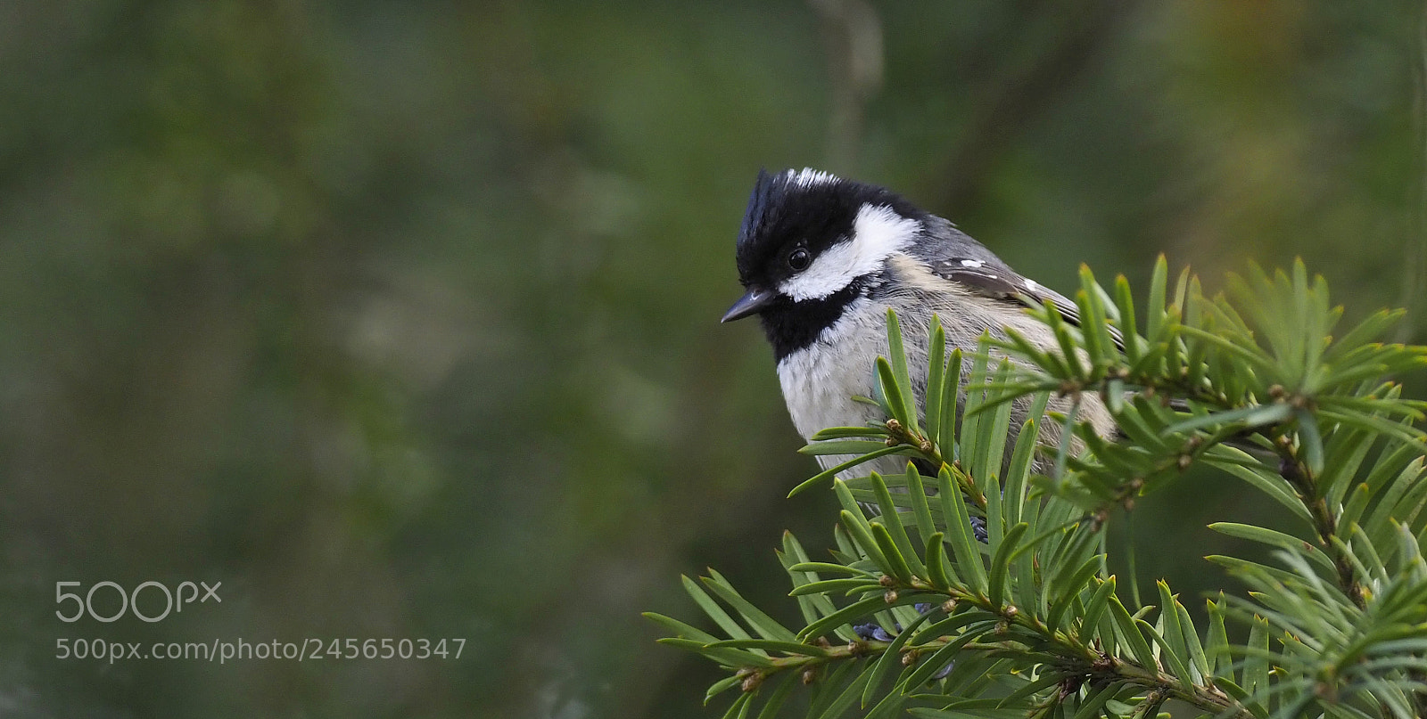 Olympus OM-D E-M1 Mark II sample photo. Perched on branch photography
