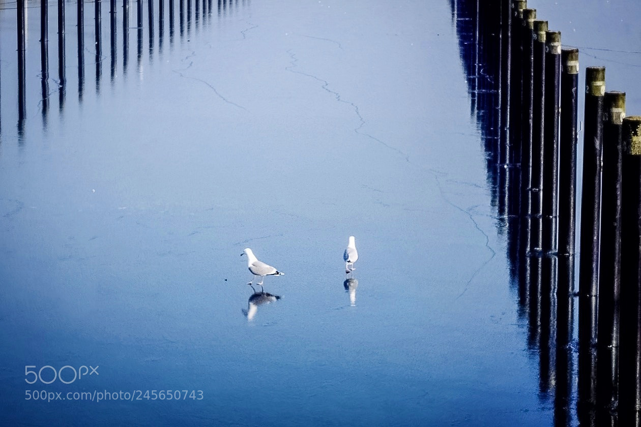 Fujifilm X10 sample photo. Seagulls on ice photography
