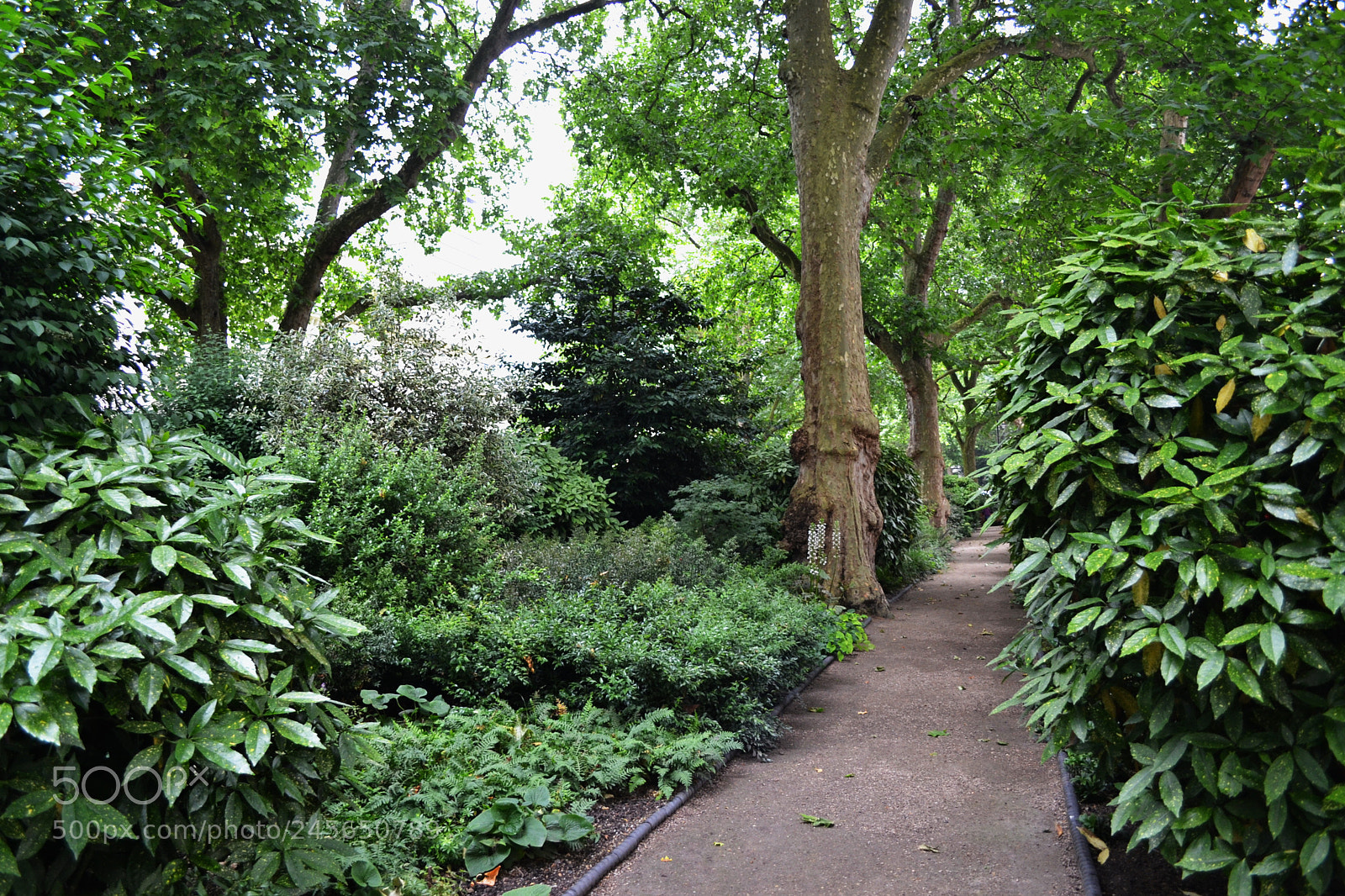 Nikon D3100 sample photo. Carlton terrace gardens, london photography