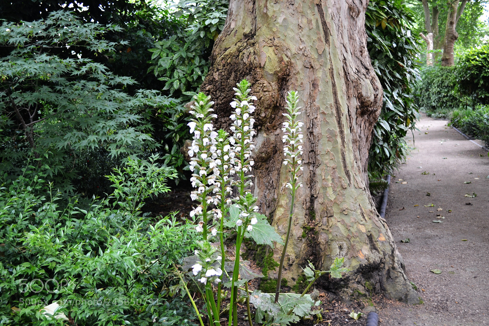 Nikon D3100 sample photo. Carlton terrace gardens, london photography