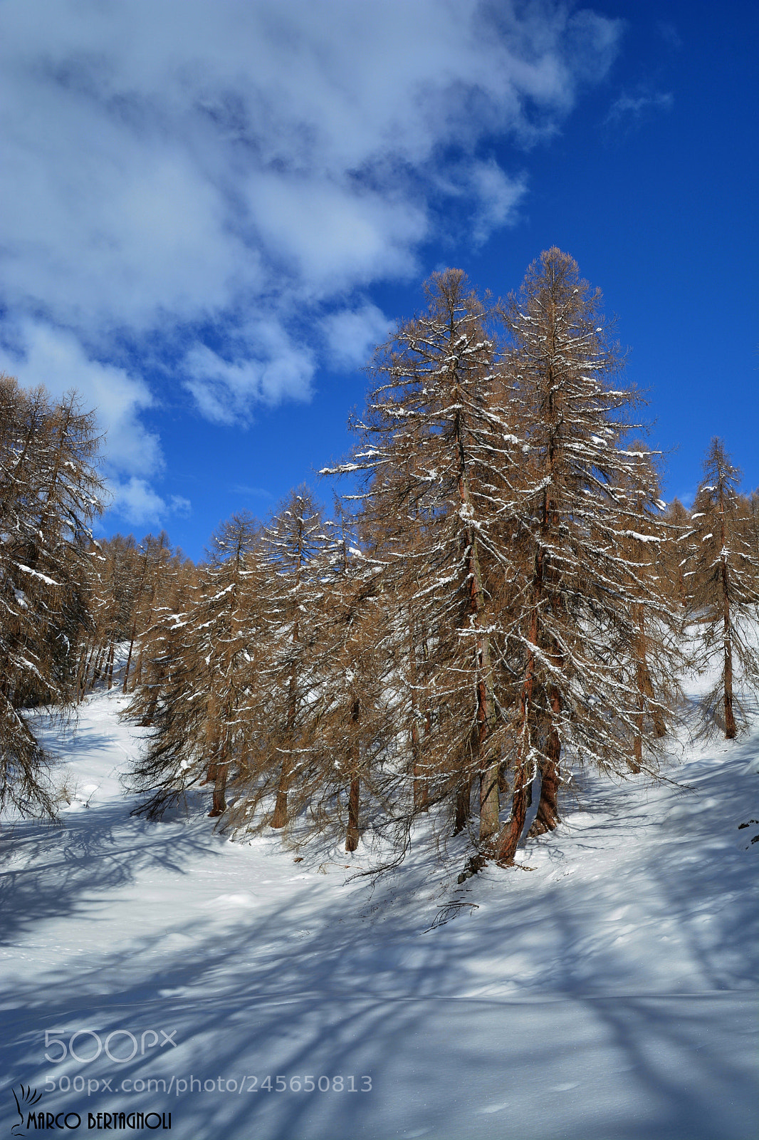 Nikon D5200 sample photo. Winter photography