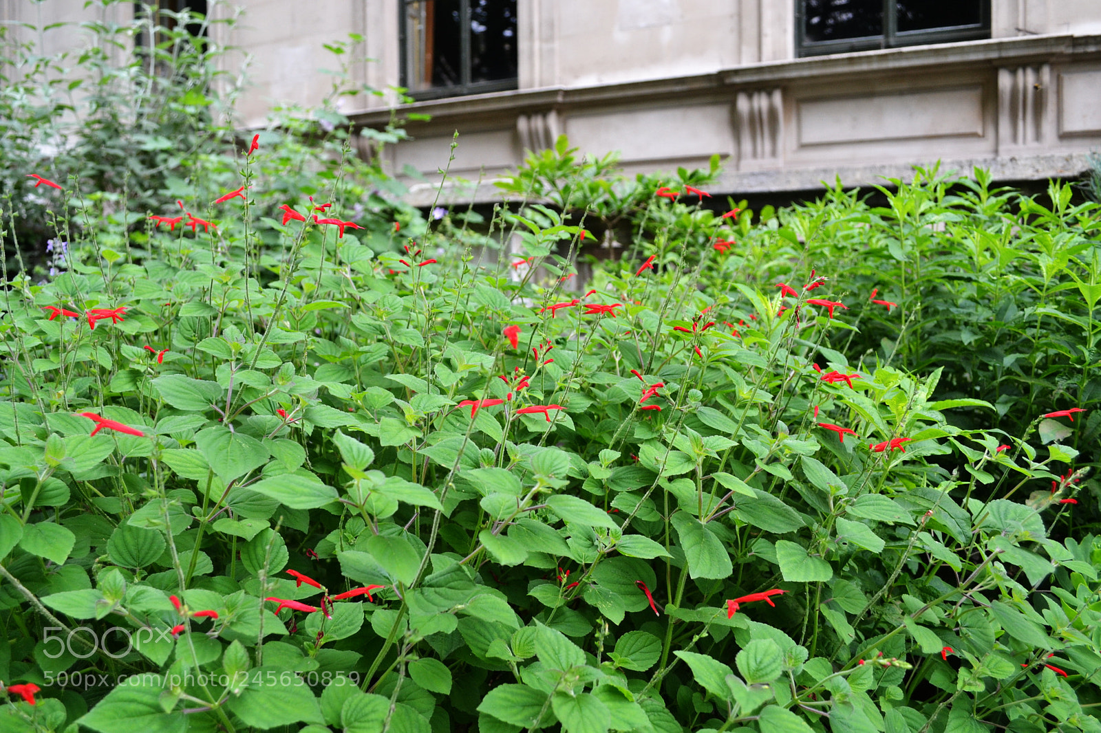 Nikon D3100 sample photo. Carlton terrace gardens, london photography