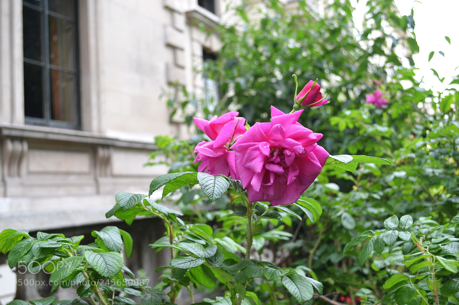 Nikon D3100 sample photo. Carlton terrace gardens, london photography