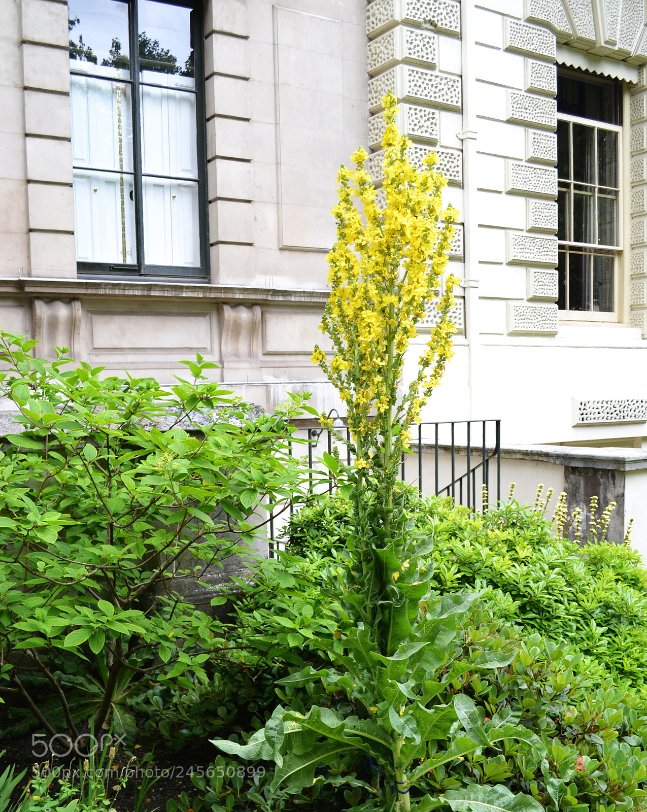 Nikon D3100 sample photo. Carlton terrace gardens, london photography