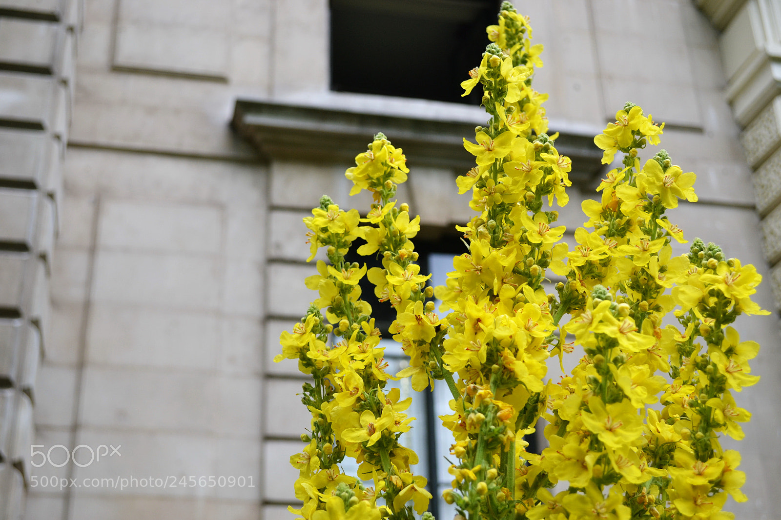 Nikon D3100 sample photo. Carlton terrace gardens, london photography