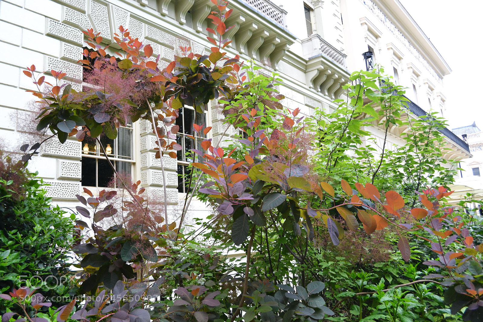 Nikon D3100 sample photo. Carlton terrace gardens, london photography
