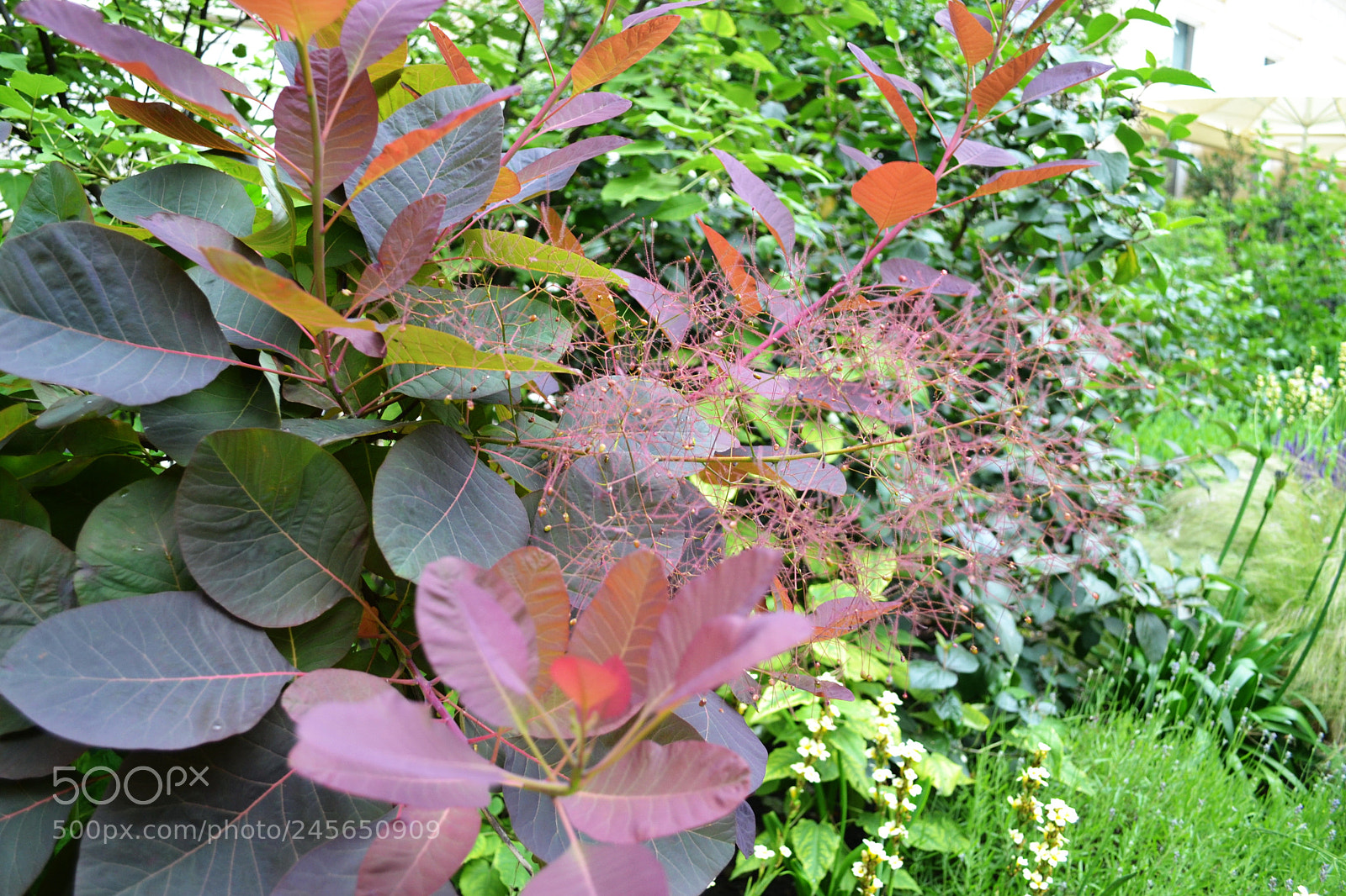 Nikon D3100 sample photo. Carlton terrace gardens, london photography